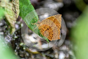 Tetragonus catamitus - moth Butterfly