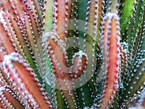 Tetragonus cereus comes from the USDA hardiness zone, has small, thorny stems, and can grow quite large photo