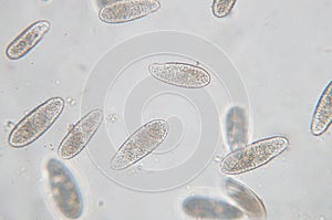 Tetrahymena is a genus of unicellular ciliated protozoan