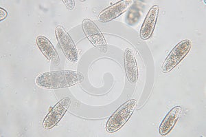 Tetrahymena is a genus of unicellular ciliated protozoan