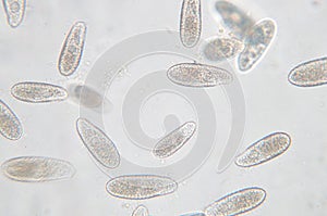 Tetrahymena is a genus of unicellular ciliated protozoan photo