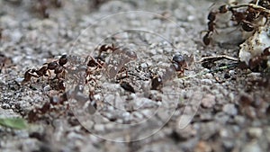 Tetramorium caespitum ants fighting with intruders