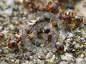 Tetramorium immigrans - immigrant pavement ants