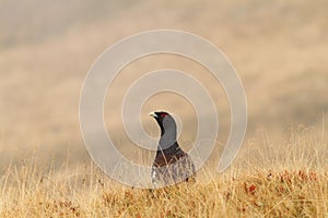 Tetrao urogallus in fall season