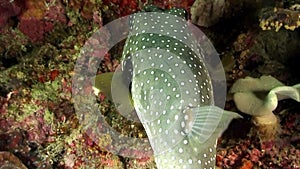 Tetraodon Actinopterygii Klein fish Ostracion cubicus meleagris underwater.