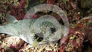 Tetraodon Actinopterygii Klein fish Ostracion cubicus meleagris underwater.