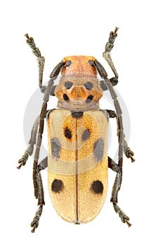 Tetraopes tetrophthalmus