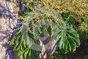 Tetrapanax papyrifer, rice-paper plant. Evergreen shrub