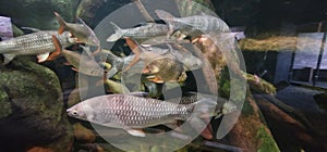 tetras freshwater fish in tank