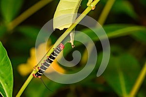 Tetrio Sphinx Caterpillar