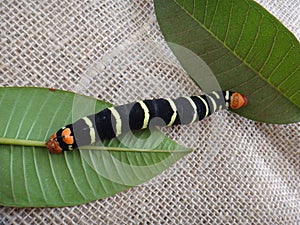 Tetrio sphinx, frangipani hornworm or plumeria caterpillar