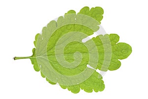 Tetterwort leaf