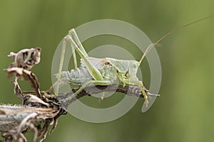 Tettigonia viridisima medium-sized scrub cricket with huge antennae and a beautiful green color that camouflages it in the