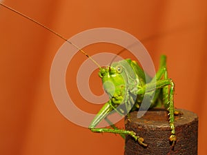 Tettigonia Viridissima