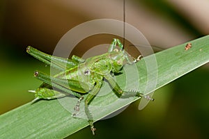 Tettigonia viridissima