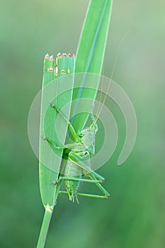 Tettigonia viridissima