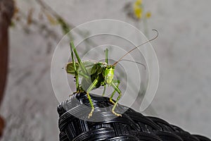 Tettigonia viridissima, the great green bush cricket