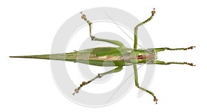 Tettigonia viridissima, great green bush-cricket