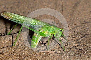   El gran verde mintiendo huevos en arena 