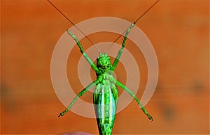 A Tettigonia viridissima insect
