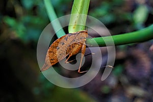 A Tettigoniidae leaf bug hanging on a stem in Las Quebradas photo