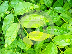 Nature green leaves with water drop after rian