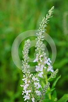 Teucrium canadense - American Germander