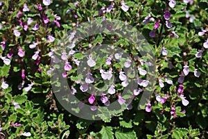 Teucrium chamaedrys, Lamiaceae