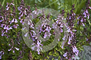 Teucrium chamaedrys purple flowers