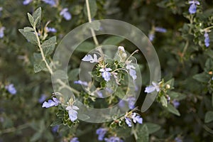 Teucrium fruticans blossom