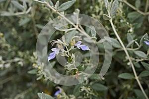 Teucrium fruticans lavender flowers