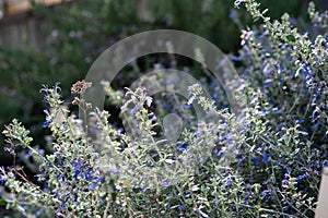 Teucrium fruticans (common name tree germander) is a species of flowering plant in the mint family Lamiaceae..