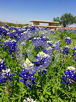 Texan Bluebonnets