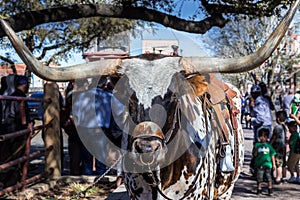 Famous Texan Longhorn bull close-up photo
