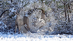 Texan Mule Deer Playing in the Snow photo