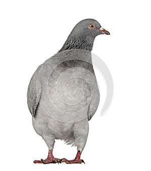 Texan Pioneer Pigeon isolated on white photo