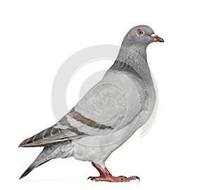 Texan Pioneer Pigeon isolated on white photo