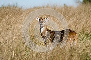 Texas Axis Deer Chital, Driftwood Texas