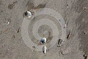 Texas beach sand and shells