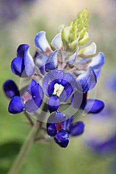 Texas Bluebonnet