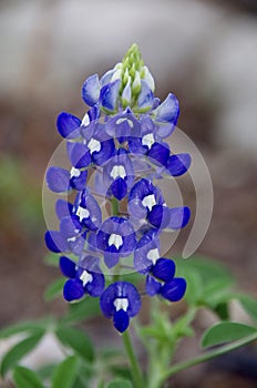 Texas bluebonnet