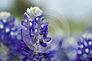 Texas Bluebonnet