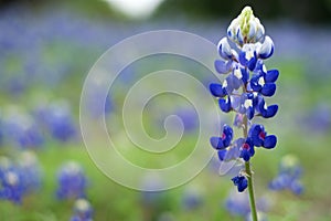 Texas Bluebonnet