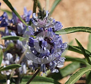 Texas Bluebonnet blooming proudly.