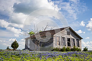 Texas bluebonnet field and abandon barn in Ennis, Texas