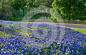 Texas bluebonnet field along country road