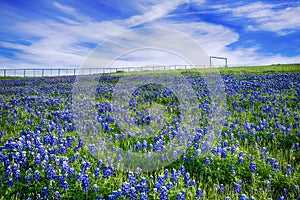 Texas Bluebonnet field in bloom