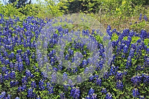 Texas Bluebonnet field
