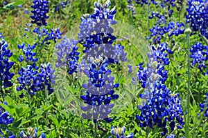 Texas Bluebonnet field