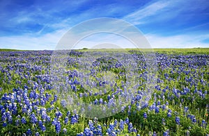 Texas Bluebonnet field blooming in the spring